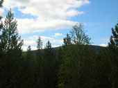 Вид на горы с верхушки кедра
