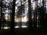 Вид на озеро Черное сквозь сосновый лес