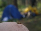 Не все комары погибли от жары